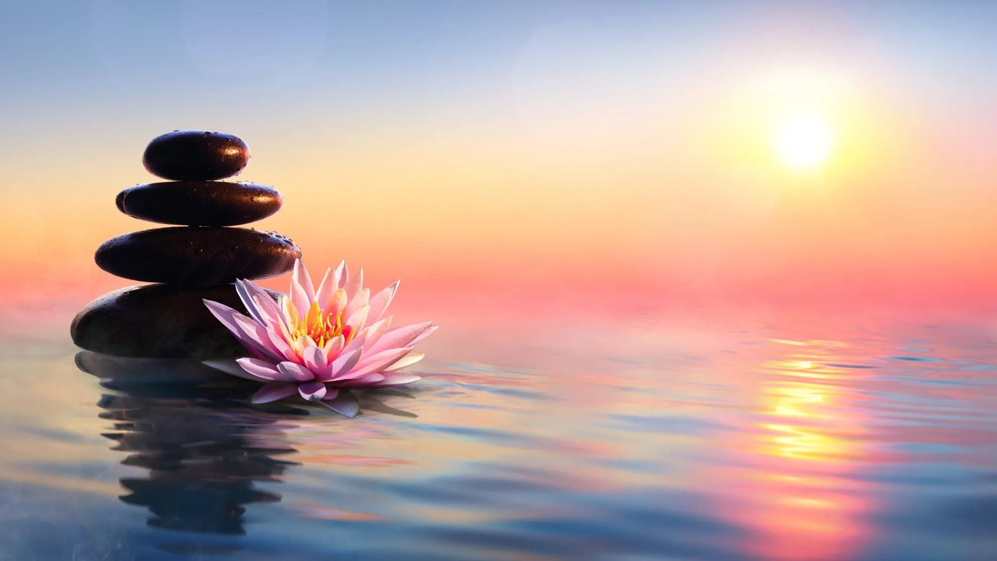 Pink lotus and balanced stones on calm water at sunrise