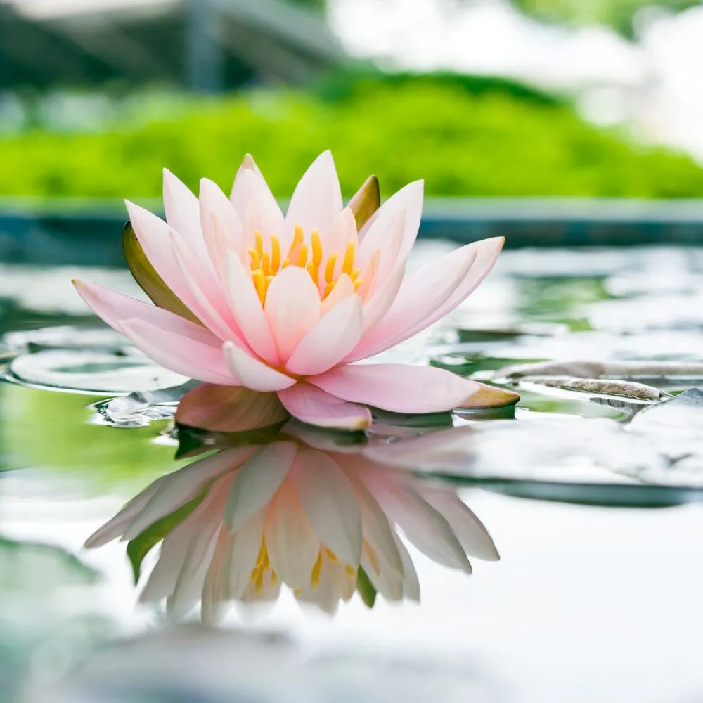 Pink lotus flower blooming on still water